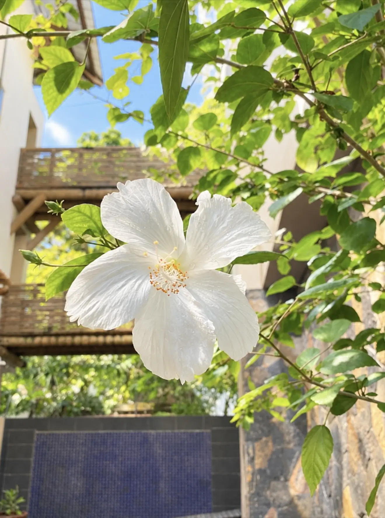 A white hibiscus flower blooming near reception